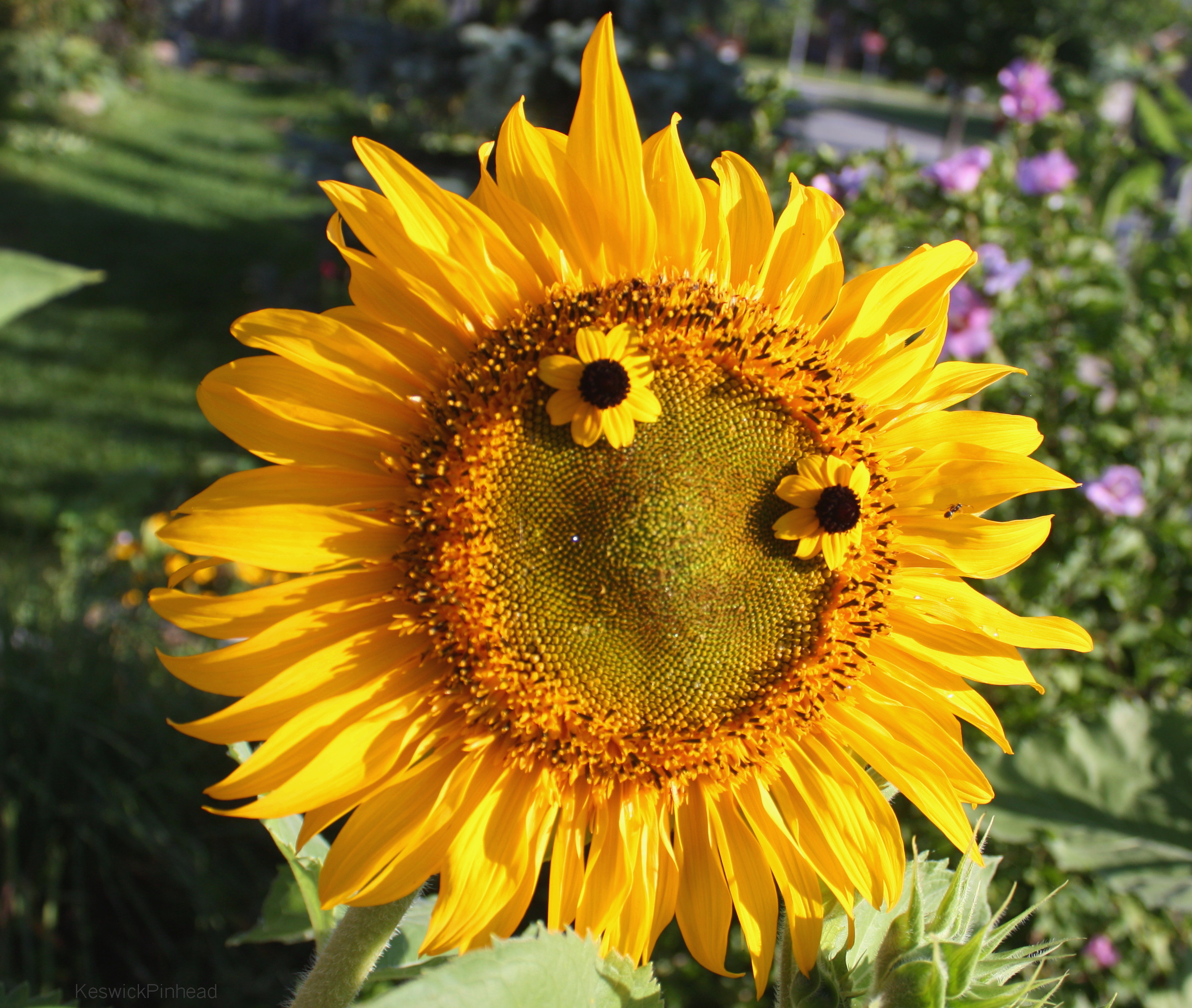 A face in the garden