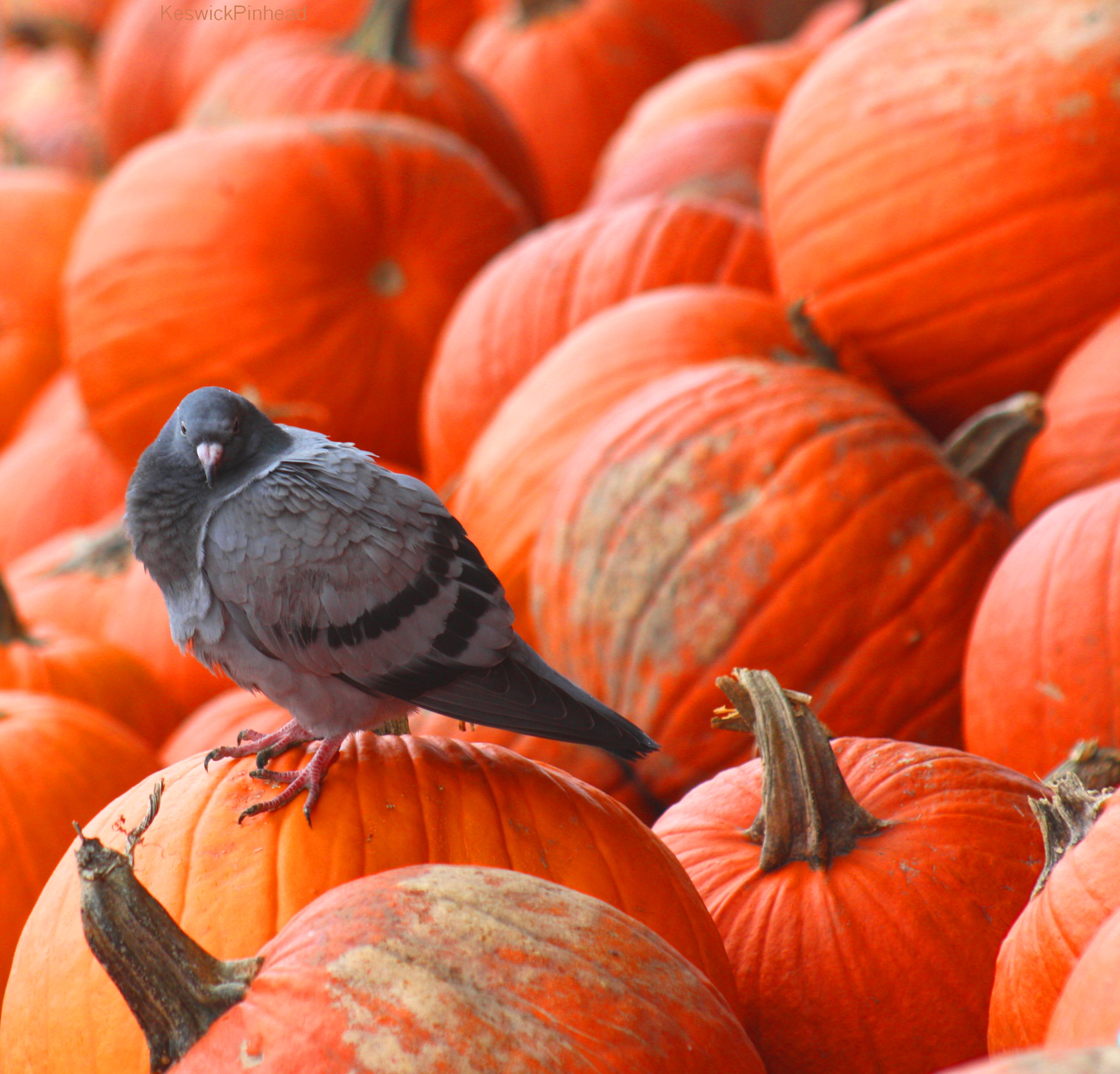 Halloween Pigeon