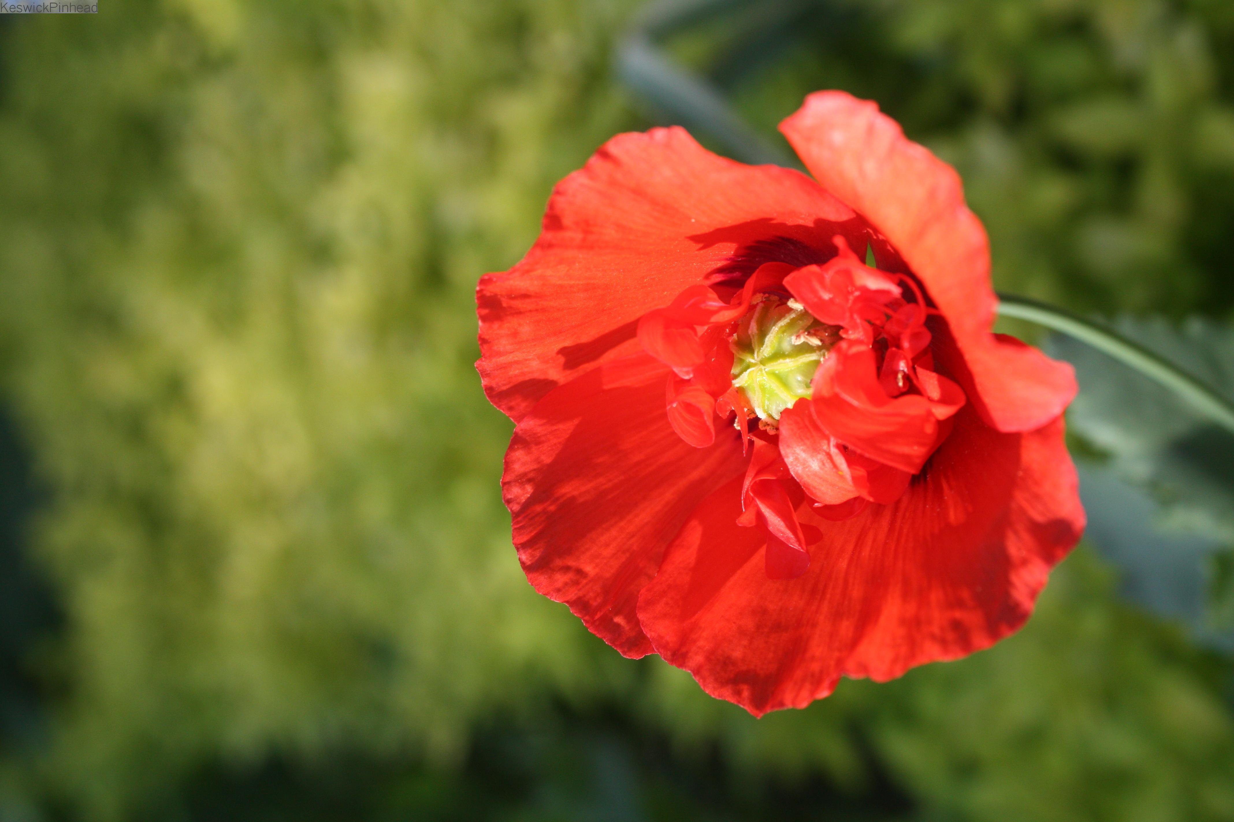 Poppy Emergence