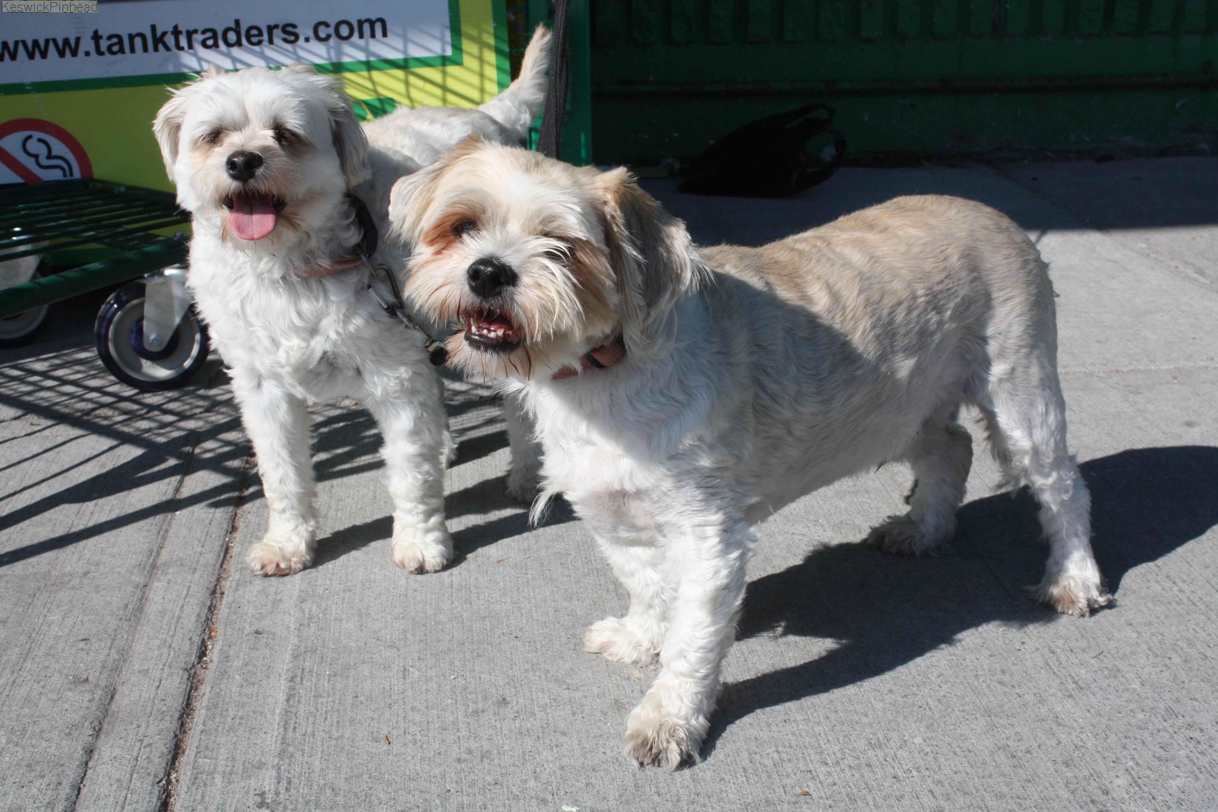 Dangerous Characters Lurking Near Food Basics