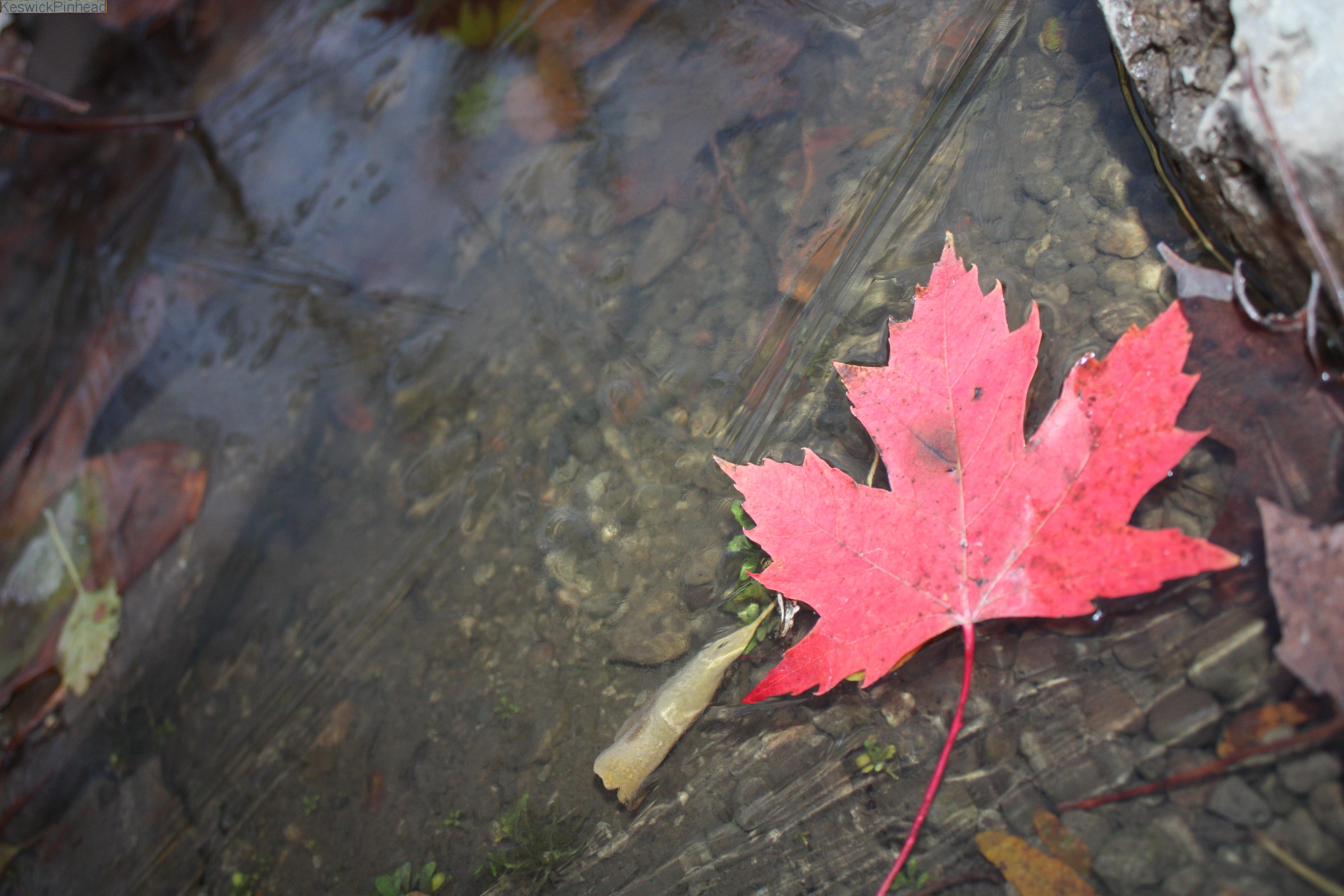 A Pond Farewell to Warmth