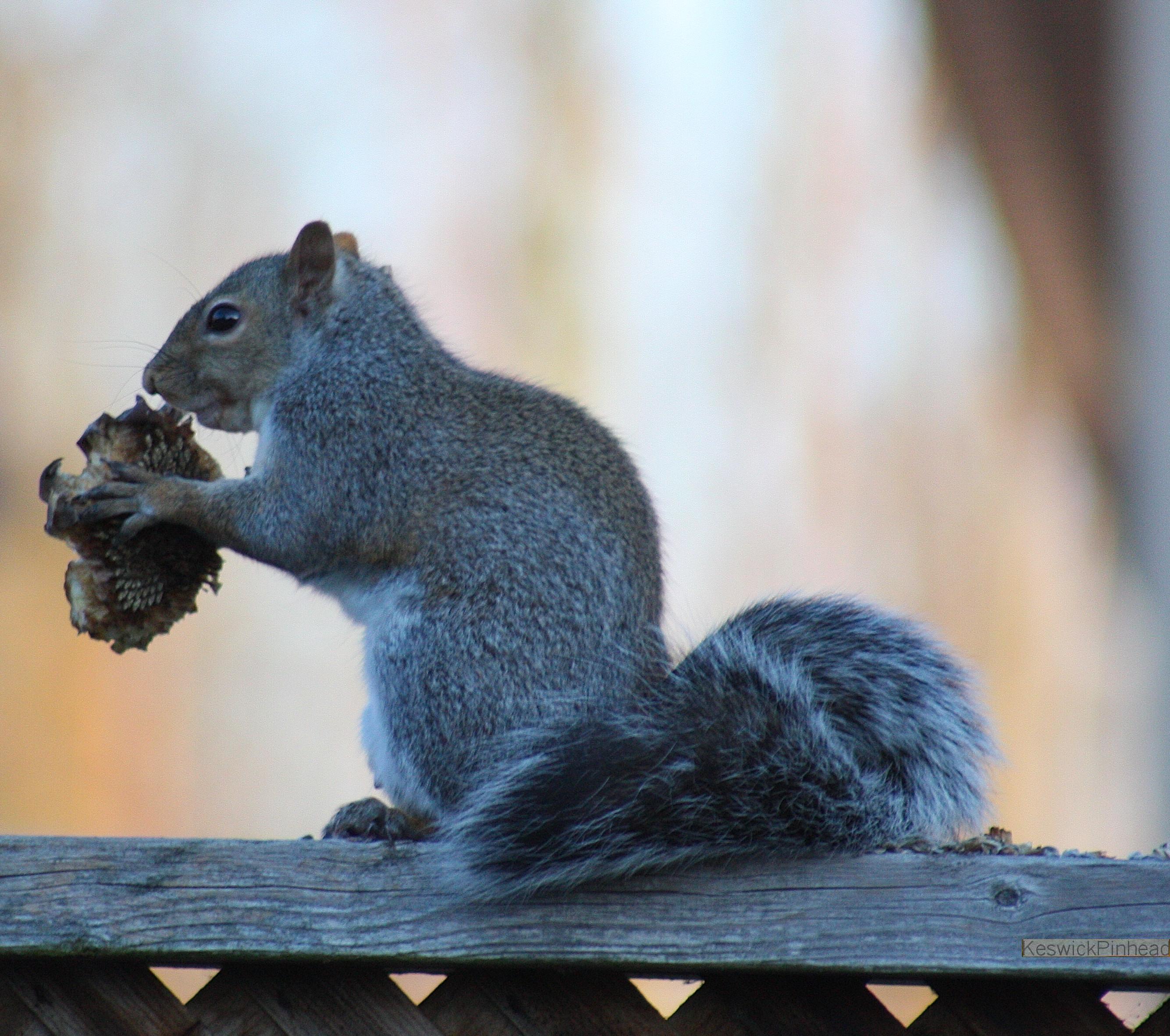 Commie Atheist Squirrel?