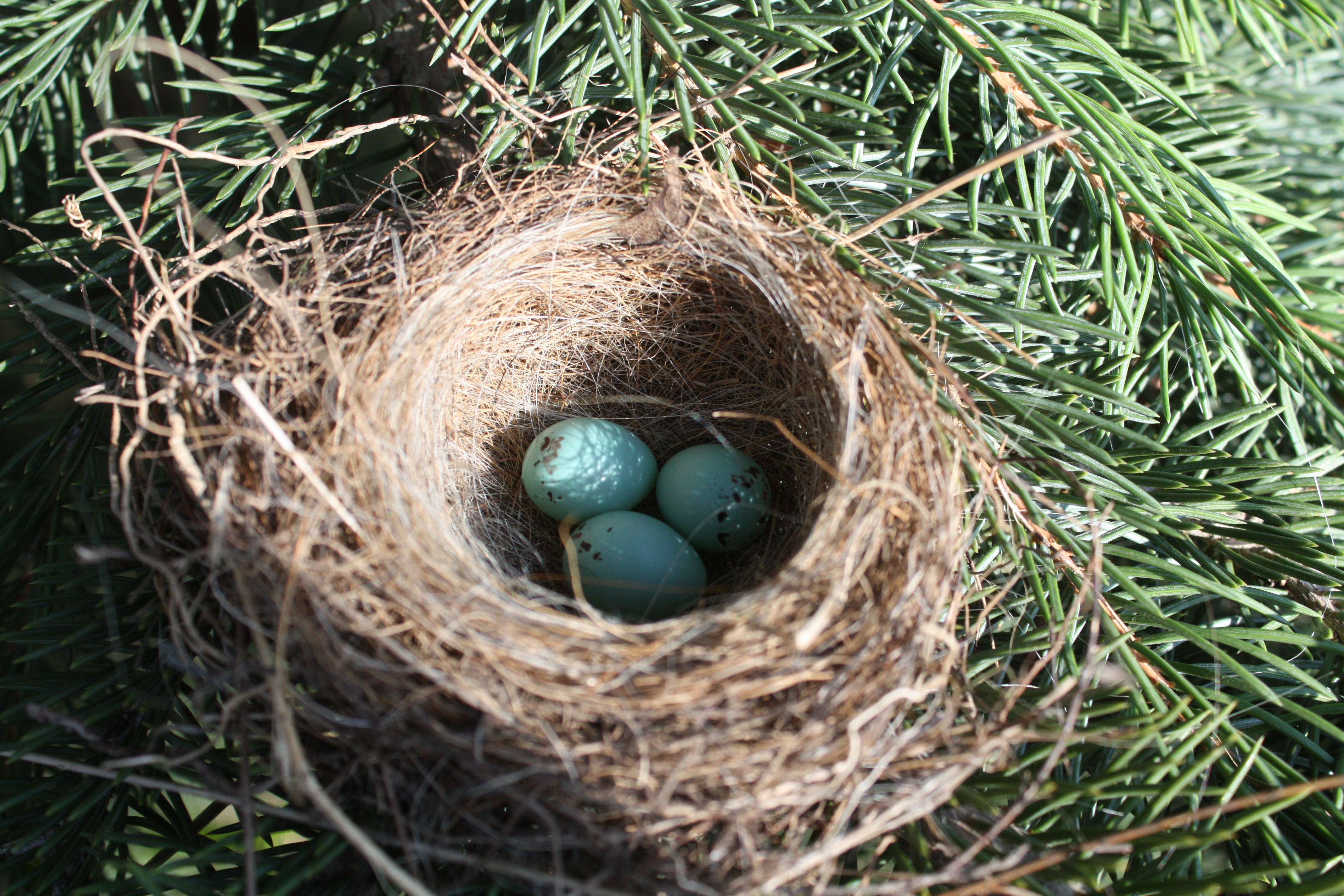 Chipping Sparrow Eggs