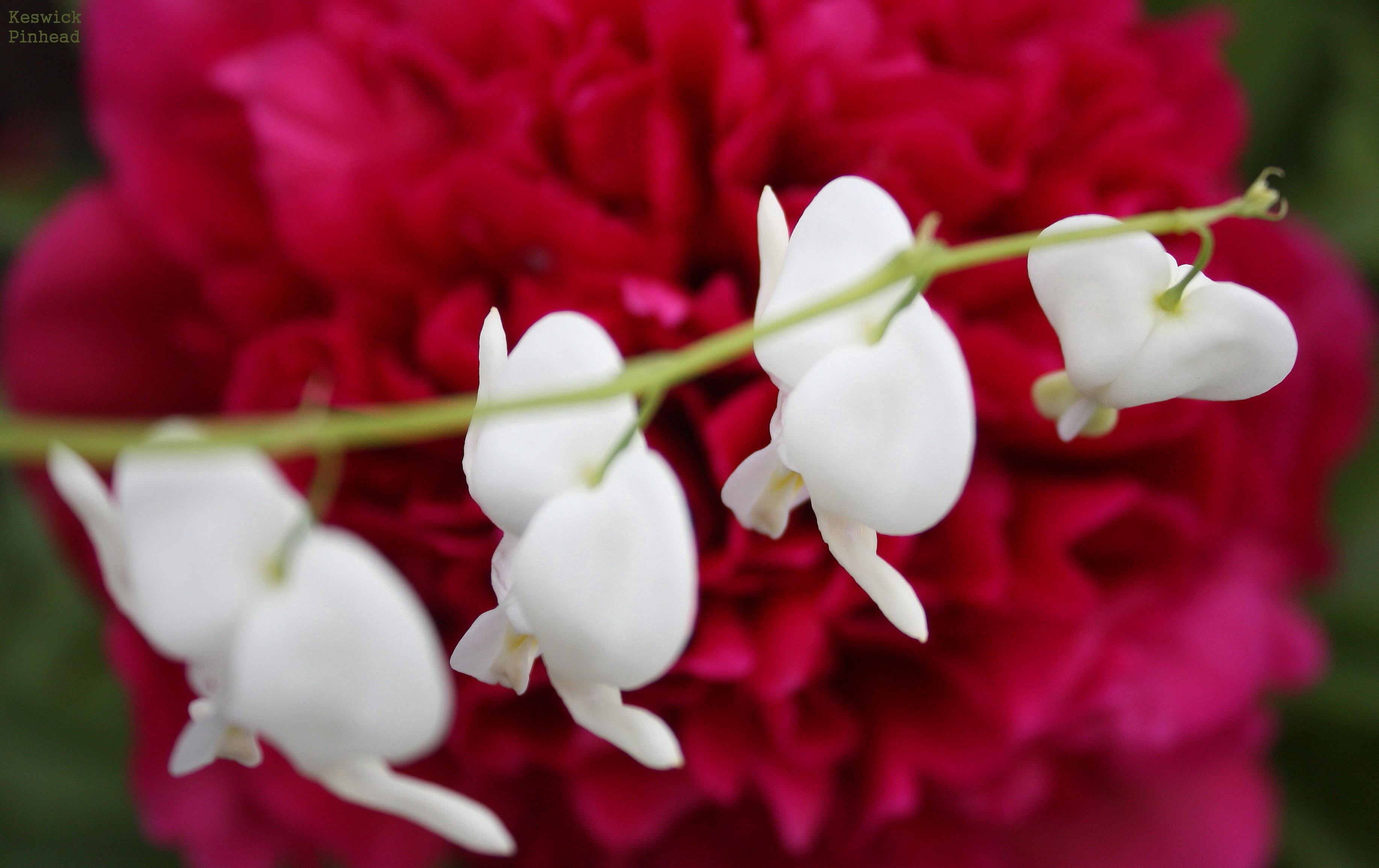 Dangling White Bleeding Hearts