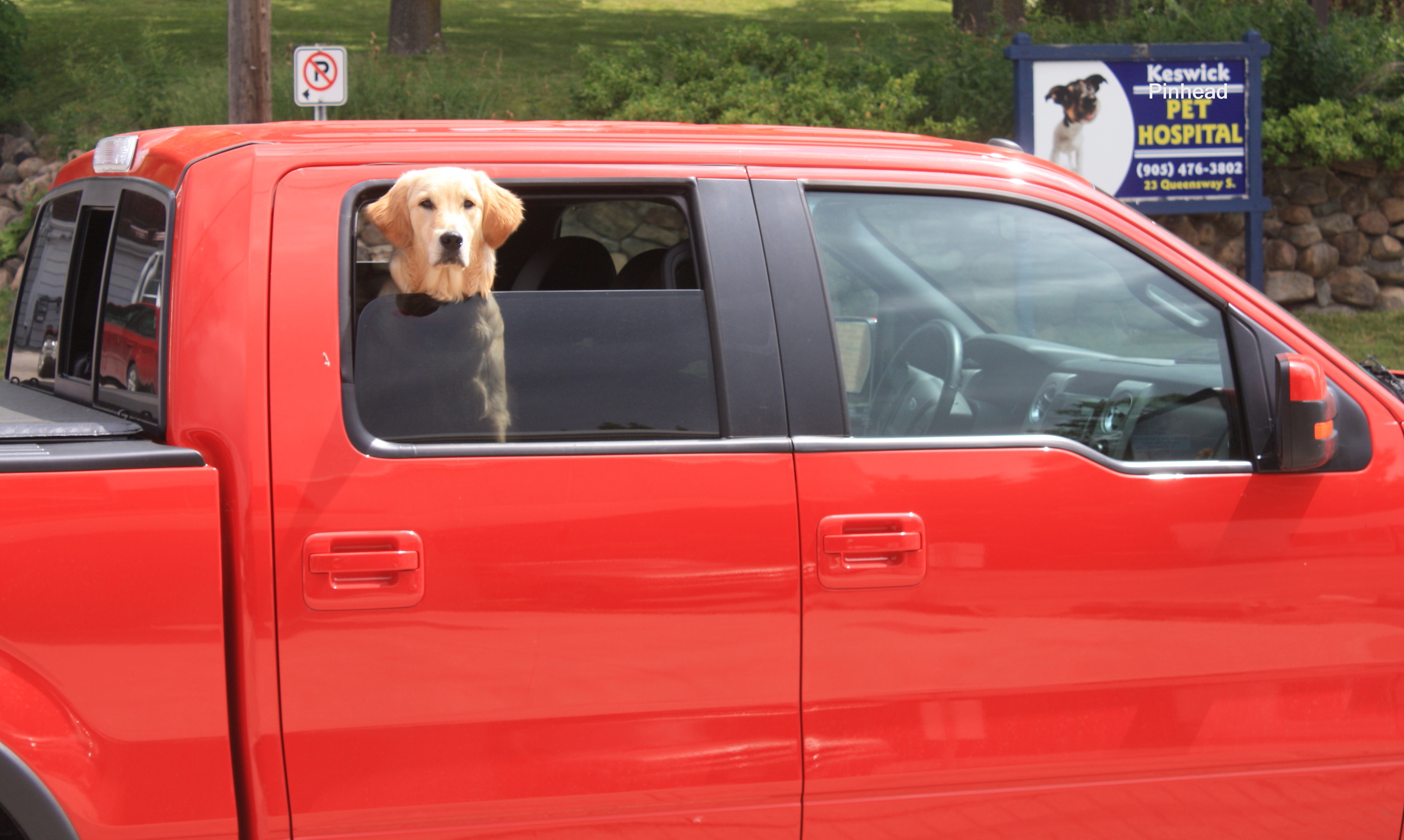 Patient Dog Awaits Dog Patient?