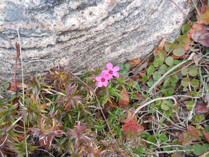 Phlox On The Run