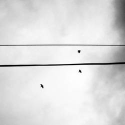 Birds + Lines IV