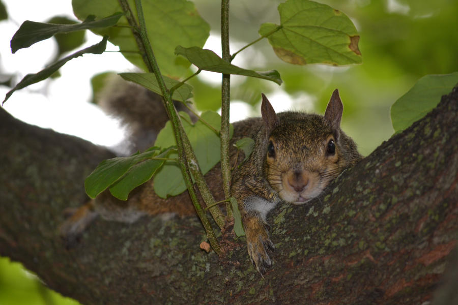 Sleepy Little Squirrel