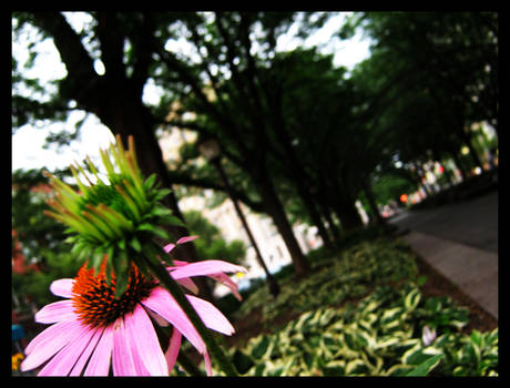 Pink Flower