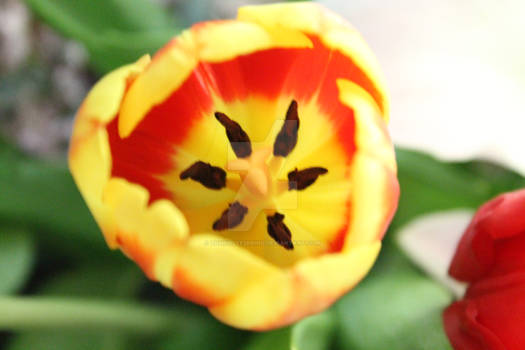 Blackish yellow tulip