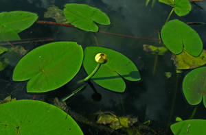 waterproof flower o_o