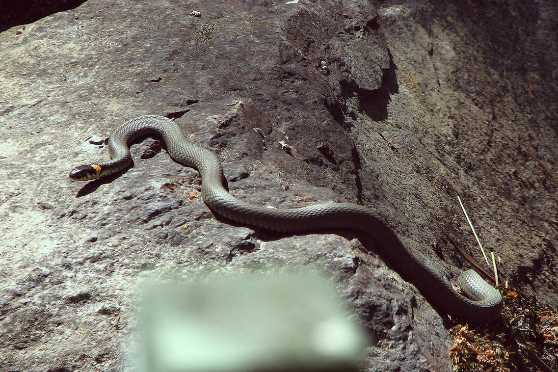 snake. by Omnivore on DeviantArt