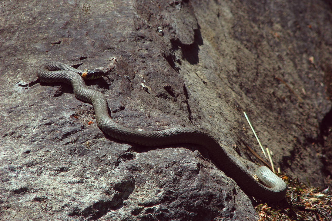 snake II. by Omnivore on DeviantArt