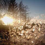 Frost On The Window