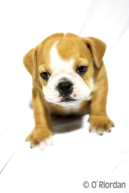 Nigel English Bulldog 6