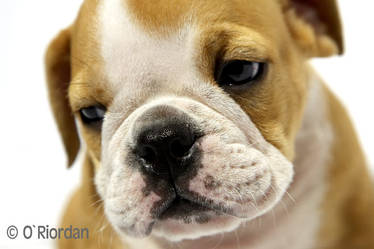 Nigel English Bulldog 10