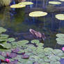 Duck swimming in the lily pads