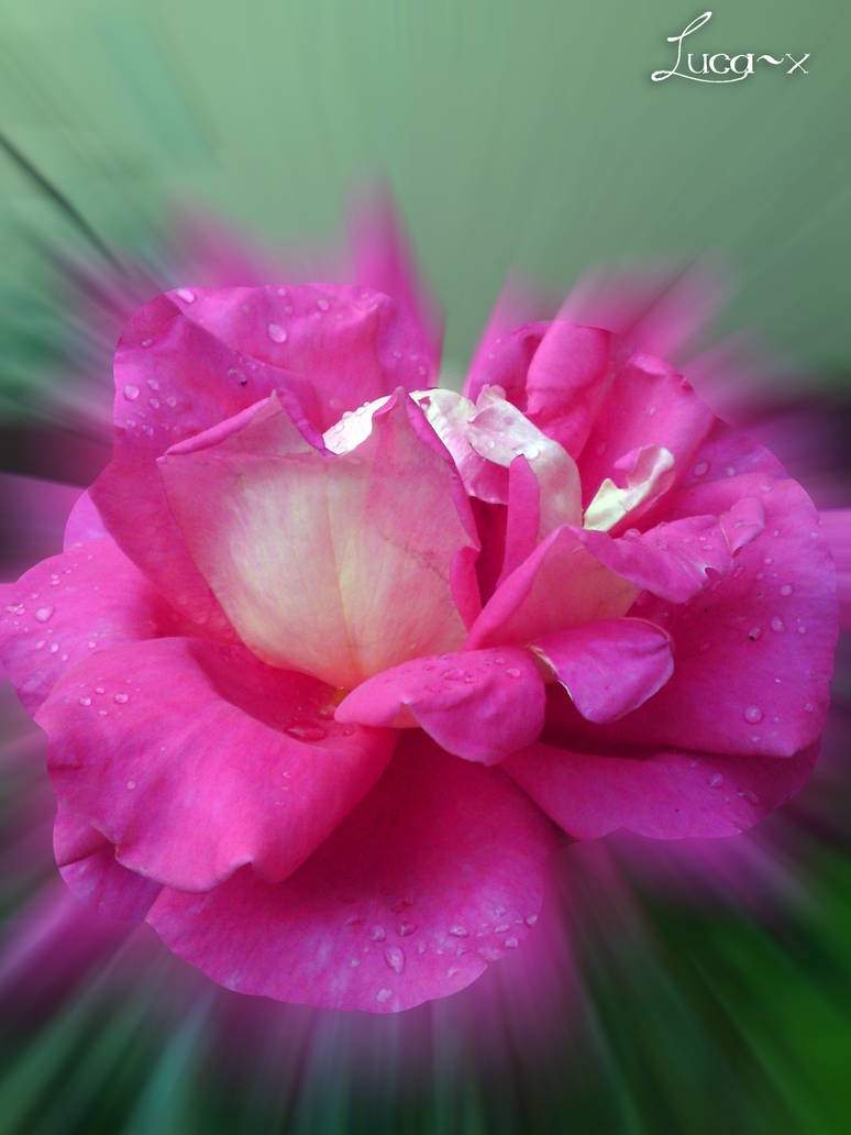 Rose Explode by Luca-x on DeviantArt