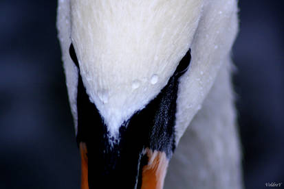 Noble Swan