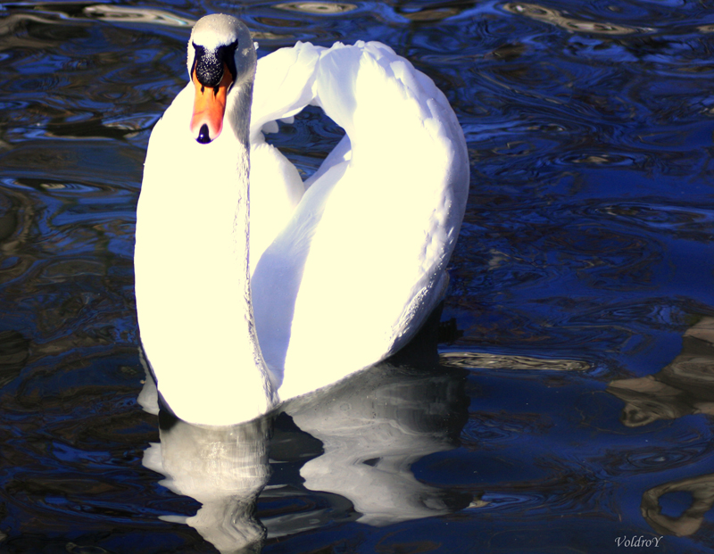 Noble Swan-2