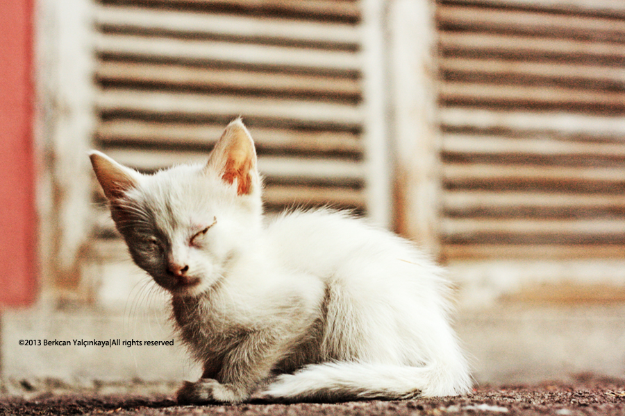 White Little Angel