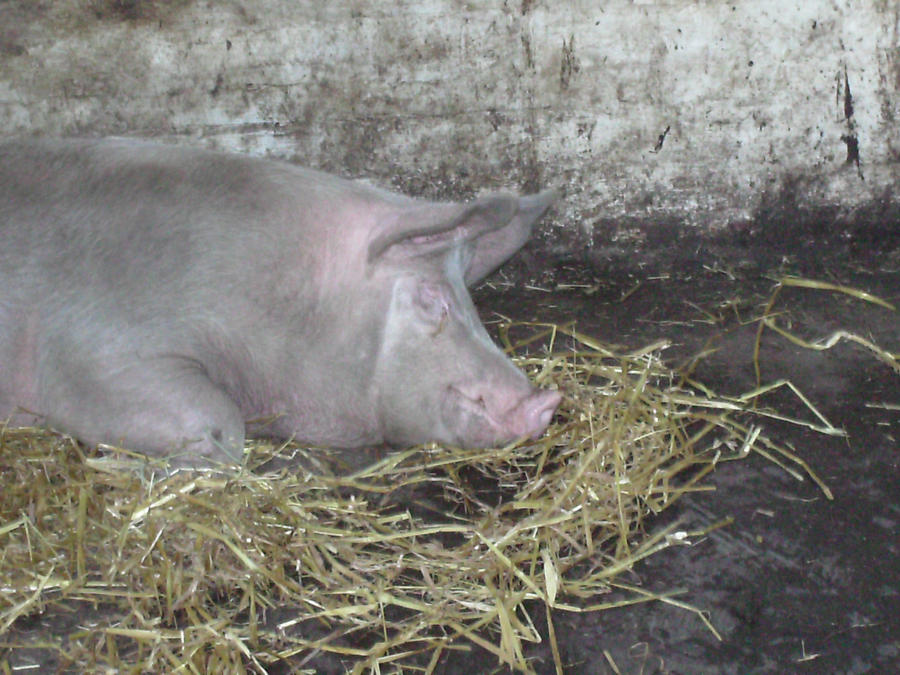 Snoring pig by Frantic Frenzy on DeviantArt Snoring pig by Frantic Frenzy on DeviantArt