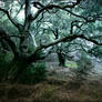 whiting ranch trees