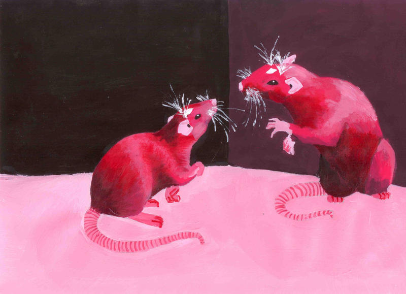 red rats