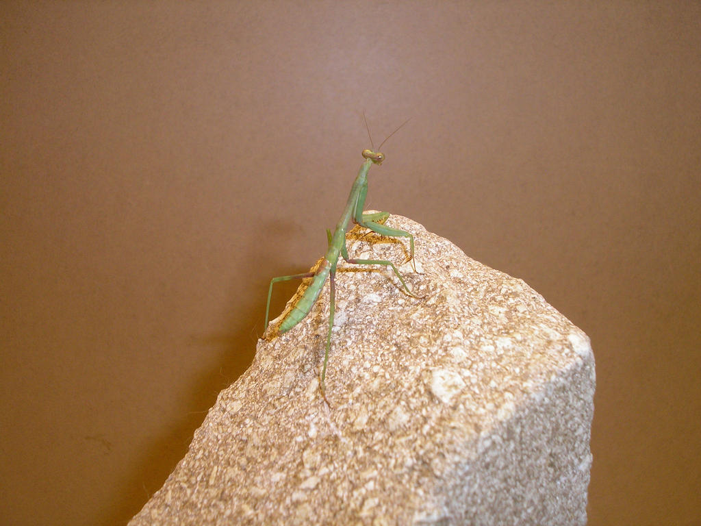 Shift Mantis praying mantis by ShapeShifter314 on DeviantArt