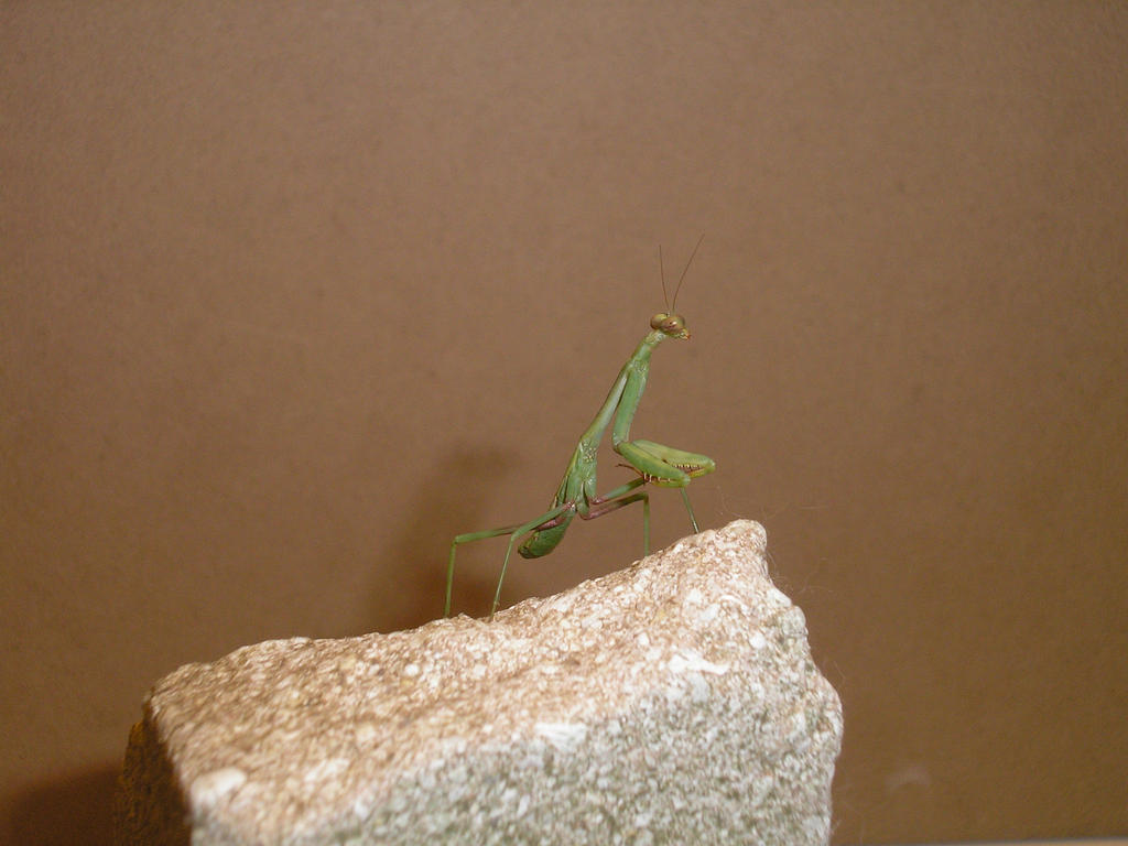 Shift Mantis praying mantis by ShapeShifter314 on DeviantArt