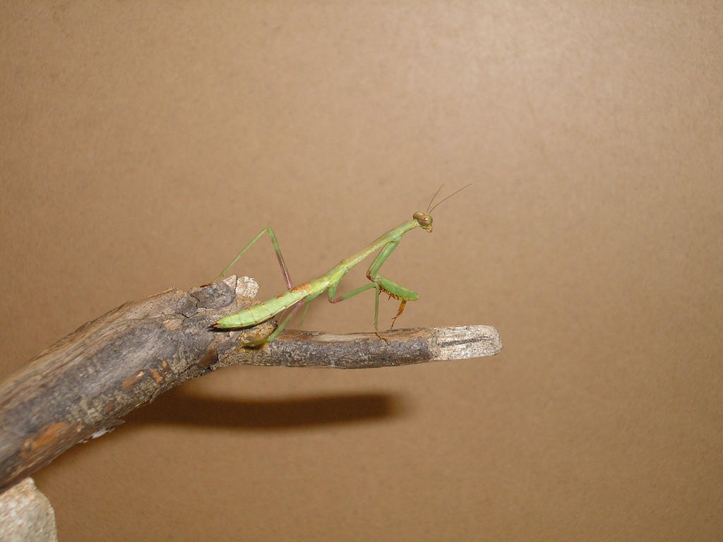 Shift Mantis praying mantis by ShapeShifter314 on DeviantArt