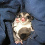 Sugar Glider