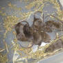 FOUND BABY RATS!!