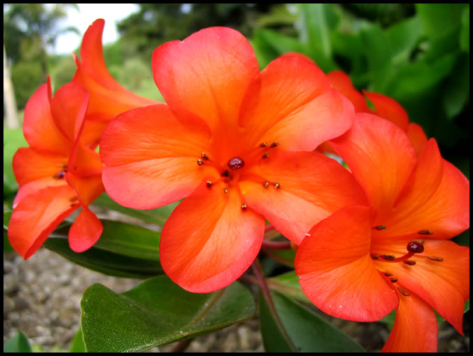 Orange Flowers