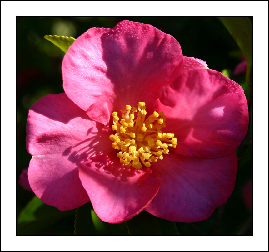 Pink Camelia