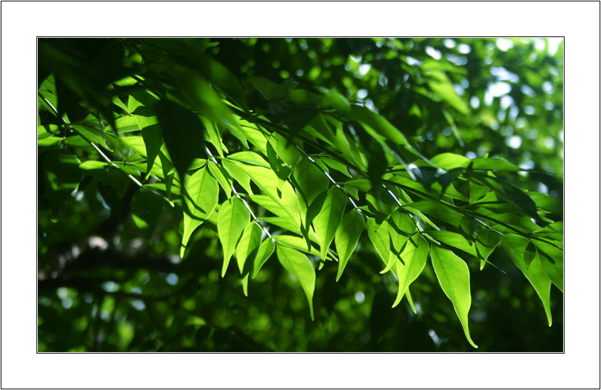 Leafy brightness