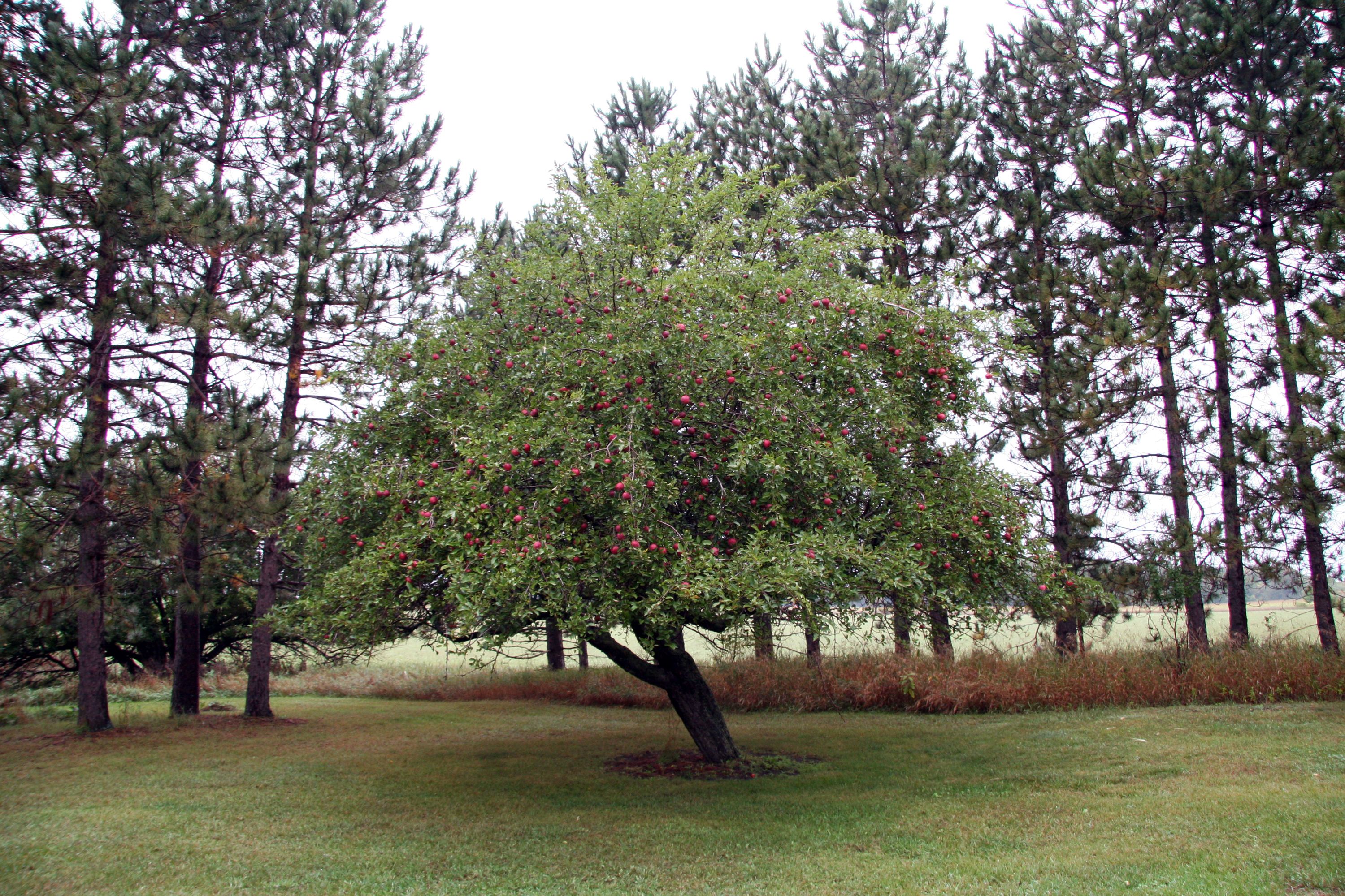 apple tree