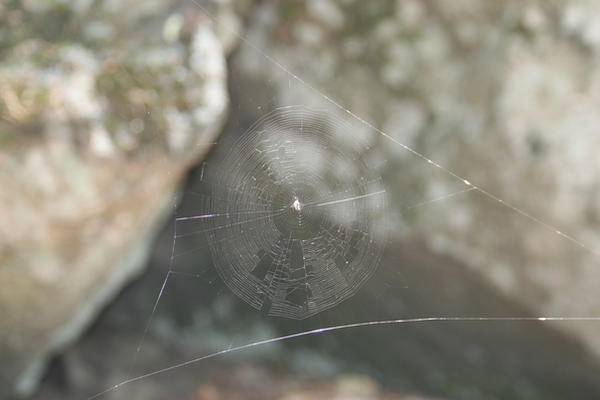 Outward Spider Web Spider Web by uchiha-stalker on DeviantArt