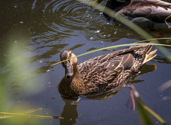 Mrs Duck checks you out