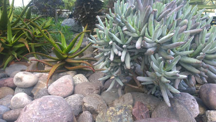 plants  and rocks 2