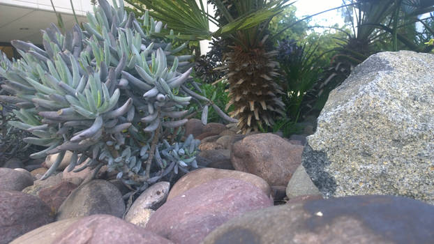 plants  and rocks 4