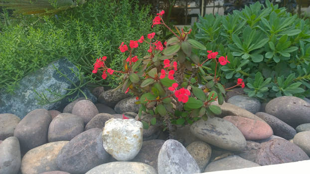 plants  and rocks