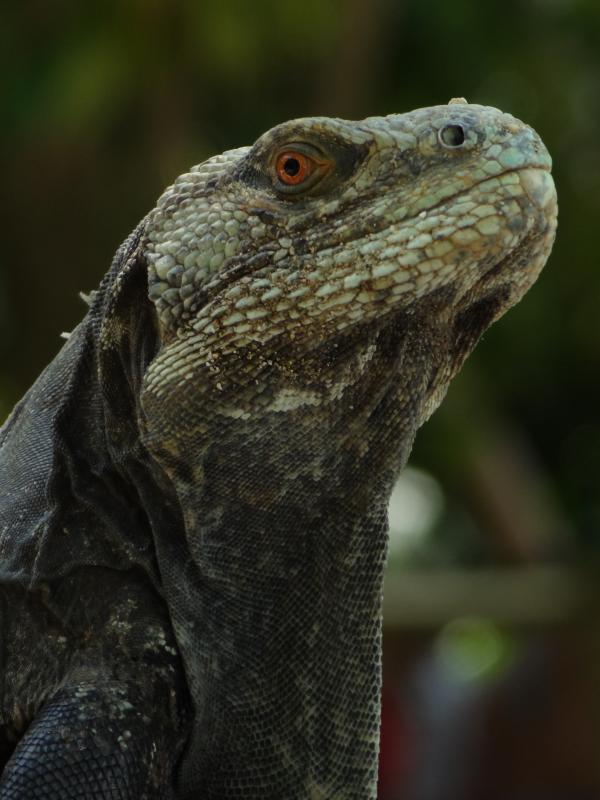 Honduran Lizard