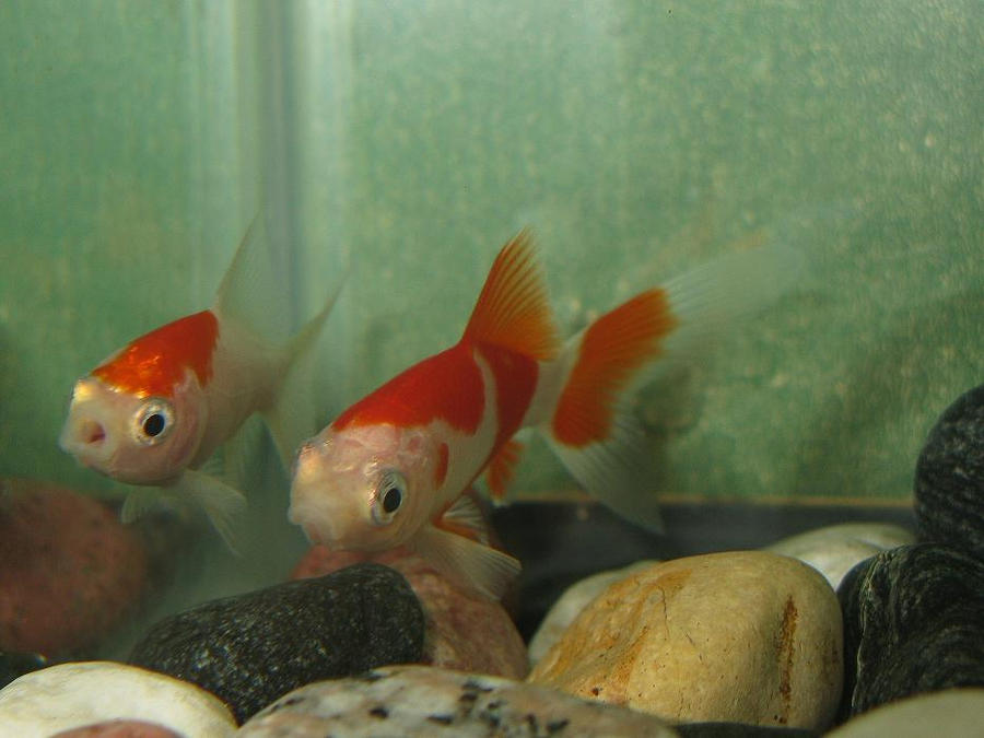 Single Tails Fish Singletail Goldfish by raiSMASH on DeviantArt