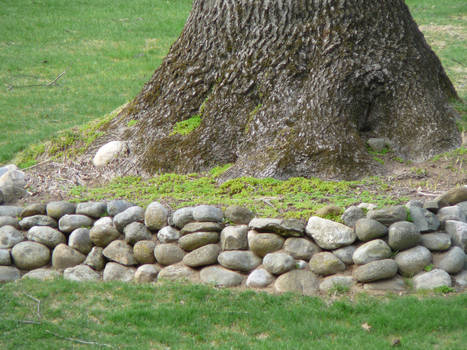 Tree with Rocks