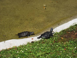 Turtles