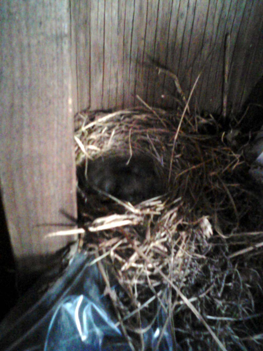 Dark-Eyed Junco Chicks