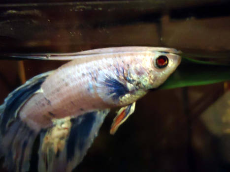 Evil Betta Is Watching You