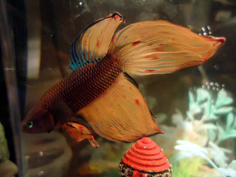 Orange and Turquoise - Betta Ember