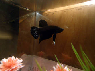 The Dark Lord - Betta Obsidian